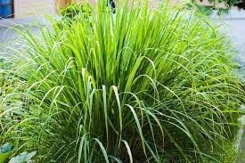 Cymbopogon citratu - Lemon Grass